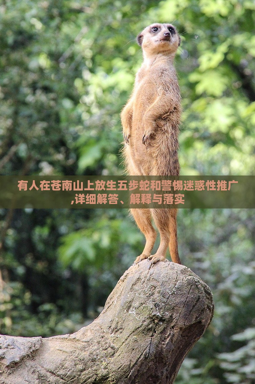 有人在蒼南山上放生五步蛇和警惕迷惑性推廣,詳細(xì)解答、解釋與落實